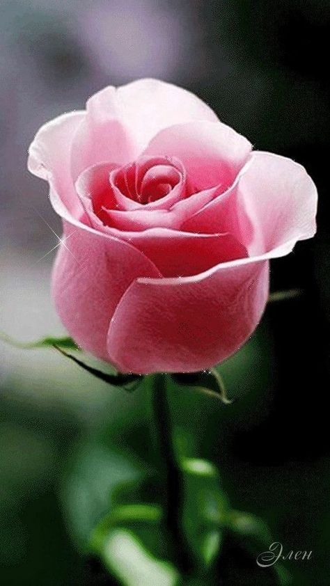 Rose Flower Wallpaper, Hybrid Tea Roses, The Secret Garden, Beautiful Flowers Wallpapers, Beautiful Rose Flowers, Tea Roses, Exotic Flowers, Flower Beauty, Beautiful Blooms