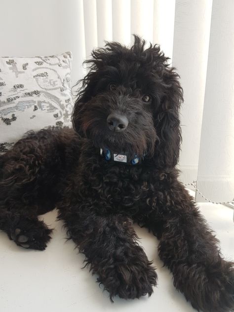 Dogs With Curly Hair, Curly Haired Dog, Curly Dog, Emma Cline, Black Cockapoo, Black Schnauzer, Scruffy Dogs, Cute Poodle, Very Cute Puppies