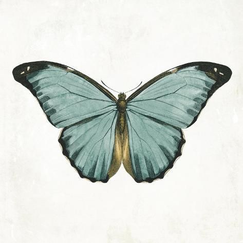 size: 12x12in Art Print: Neutral Butterfly 4 by Jace Grey : Neutral Butterfly, Butterfly Poster, Butterfly Illustration, Butterfly Pictures, Butterfly Drawing, Vintage Butterfly, Fine Arts Posters, Nature Images, Butterfly Art