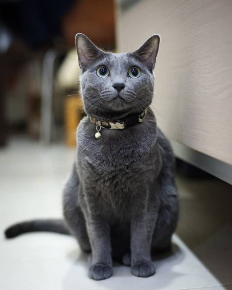 Hypoallergenic Cats Siberian, Hyperallergic Cats, Hypoallergenic Cat Breeds, Manifesting Future, Cat Breeds Hypoallergenic, Russian Blue Kitten, Best Cat Breeds, Russian Cat, Kitten Breeds