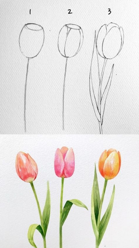 Draw Lessons For Beginners, Tulips Drawing With Color, Tulips Drawing Tutorial, Color Pencil Beginner, Flower Art Pencil, Watercolor Flower For Beginners, Color Pencils Sketch, Tulip Easy Painting, Tulip Color Pencil Drawing