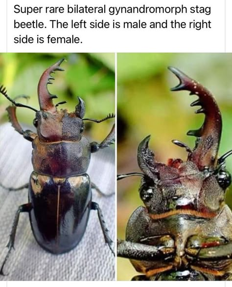 Cool Bugs, Stag Beetle, Interesting Animals, Beautiful Bugs, Creepy Crawlies, Pretty Animals, Animal Facts, Silly Animals, Bugs And Insects