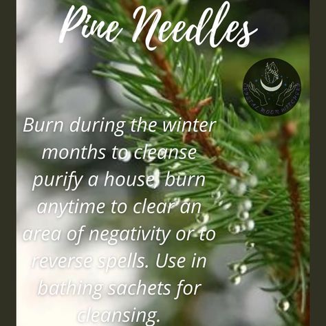 🌛Crystal🌕Moon🌜 on Instagram: “Pine needles are great and an easy to find addition to anyone's craft. How do you use pine needles? #pineneedles #pine #tistheseason…” Sage Benefits, Divination Witch, Cleaning Leather, Witchcraft Spells For Beginners, Happy Winter Solstice, Pine Oil, Spells For Beginners, Witch Stuff, Healing Spells