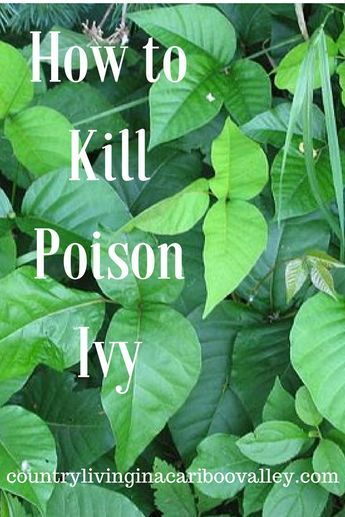 Poison Ivy Killer, Kill Poison Ivy, Poison Ivy Plants, Poison Ivy Remedies, Garden Weeds, Ivy Plants, Garden Pest Control, Poisonous Plants, Organic Gardening Tips