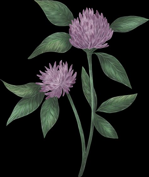 Edible and wild flower Purple Clover Tattoo, Purple Clover, Clover Tattoo, Clover Tattoos, Nature Tattoos, Wild Flower, Wild Flowers, Tattoos, Purple