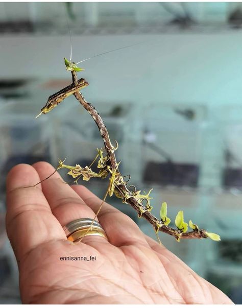 Orchid Mantis, Stick Bug, Stick Insect, Cool Bugs, Animal Nails, Butterfly Photos, Animal Antics, Beautiful Bugs, Praying Mantis