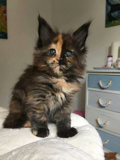 Tortishell Kittens, Tortoise Cat Kittens, Mancoon Cats, Kitten Tortoiseshell, Tortoiseshell Kitten, Tortoise Shell Mainecoon, Tortoise Shell Cat, Cute Cats Photos, Gorgeous Cats