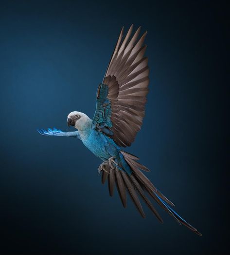 Spix Macaw, Macaw Flying, Blue Macaws, Conservation Biologist, Blue Macaw, Special Images, Extinct Animals, Dark Eyes, Amazing Animals