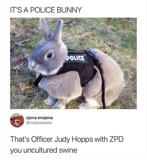 Funny Disney Memes, Judy Hopps, Funny Animal Jokes, 웃긴 사진, A Bunny, Memes Humor, Disney Memes, Funny Animal Memes, Cute Animal Photos