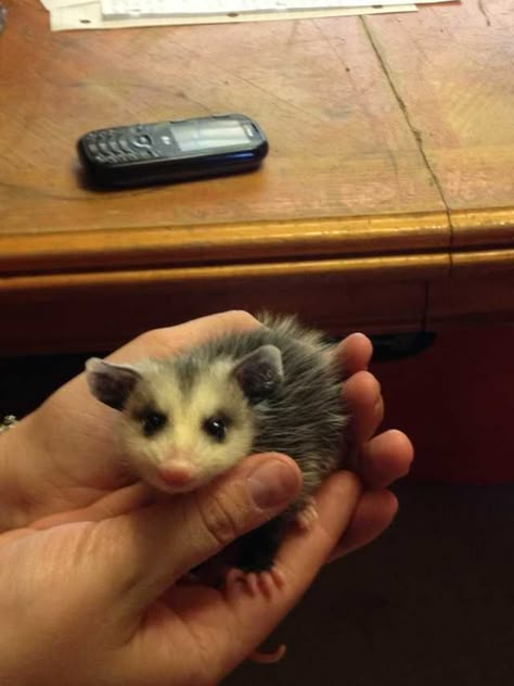 Baby Possum, Indoor Cats, Go Outside, Funny Animals, Need To Know, Cute Animals, Funny, Animals