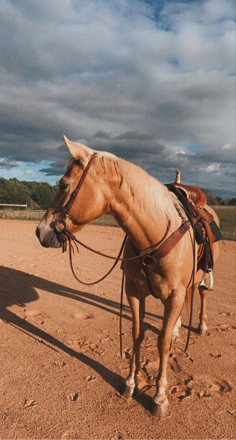 Horse Western, Barrel Horse, Barrel, Gold