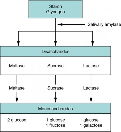 This flow chart shows the steps in digestion of carbohydrates. The different levels shown are starch and glycogen, disaccharides and monosaccharides. Under each type of sugar, examples and the enzymes responsible for digestion are listed. Carbohydrates Biology, Digestion And Absorption, Biochemistry Notes, Biology College, Learn Biology, Chemistry Basics, Carb Blocker, Medical Massage, Study Chemistry