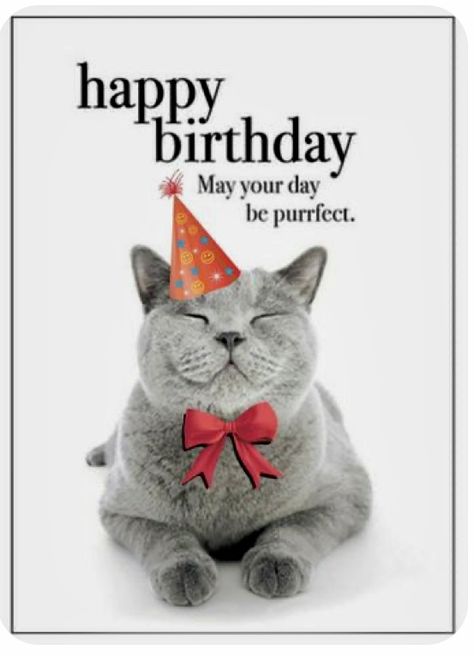 Bday Humor, Cat Birthday Wishes, Funny Happy Birthday Messages, Birthday Ecards Funny, Happy Birthday Animals, Happy Birthday Wishes Pics, Happy Birthday Wishes Messages, Birthday Wishes Pics, Happy Birthday Cat