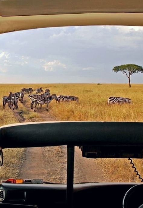 Masai Mara Aesthetic, Kenya Masai Mara, Maasai Mara Kenya Pictures, Maasai Mara Kenya, Maasai Mara, Safari Pictures, Kenya Safari Masai Mara, Kenya Aesthetic, Africa Trees