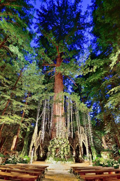 Alyson and Roderick's Wedding Sean Parker Wedding, Romantic Outdoor Wedding Ceremony, Wedding Themes Ideas, Redwood Forest Wedding, Forest Weddings, Preston Bailey, Woodland Wedding Inspiration, Redwood Wedding, Romantic Outdoor Wedding