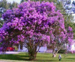 Crepe Myrtles are well known in the Southern United States, as well as many other countries. Knowing how to grow Crepe Myrtles properly will insure a beautiful display of blossoms during the growing season and a showy fall foliage display. In... Crepe Myrtle Trees, Myrtle Tree, Crepe Myrtle, Crape Myrtle, Fast Growing Trees, Garden Trees, Small Trees, Flowering Trees, Trees And Shrubs