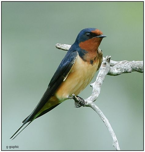 Bird Identification, Barn Swallow, Eat A Lot, Swallows, Bird Drawings, Bird Photo, Bird Photography, Birds Painting, Bird Watching