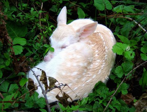 Albino Deer, Rare Albino Animals, Deer Photos, Albino Animals, Animal Fun, Rare Animals, Pretty Animals, White Living, Fun Treats