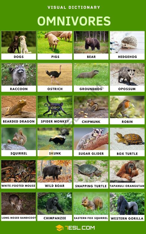 Omnivore: List of Amazing Animals that Are Omnivores Oviparous And Viviparous Animals, Carnivores Animal, Omnivores Animals, Herbivores Animals, Carnivore Animals, Carnivores Herbivores Omnivores, Omnivorous Animals, Animal Management, Animal Types