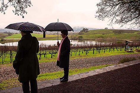 Why wine travelers love December and January in wine country - Top ten reasons: The freshness of the air, the beauty of wild mustard, and the solitude. Napa Valley In January, Napa Valley In December, Napa In January, Napa In December, Wild Mustard, Napa Valley Wineries, California Wine, Napa Valley, Wine Country