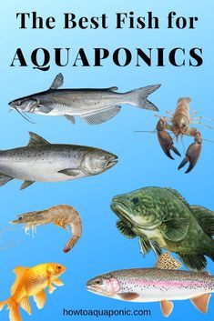 Best Fish For Aquaponics, Aquaponic System, Aquaponics Greenhouse, Backyard Aquaponics, Aquaponics Fish, Aquaponics Diy, Hydroponic Farming, Hydroponics Diy, Aquaponic Gardening