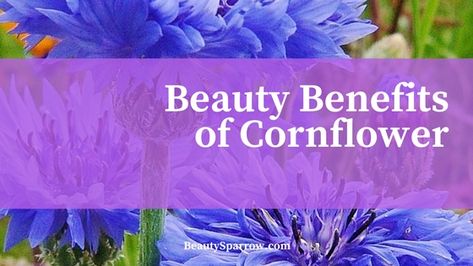 Blue Cornflower Benefits, Cornflower Benefits, Flower Skin, Corn Flower, Herbal Skin Care, Salvia Officinalis, Blue Corn, Wicca Witchcraft, Skin Redness