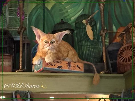 WC💫: Check out all the shops in both Diagon Alley and Hogsmeade. Don't forget the Magical Menagerie! I bought my own Crookshanks there. This guy in the pic isn't for sale, he's a Kneazle cat who moves. Kneazle Harry Potter, Menagerie Aesthetic, Alphard Black, Magical Menagerie, Harry Potter Locations, Deathly Hallows Part 2, Diagon Alley, Harry Potter Room, Harry Potter Diy