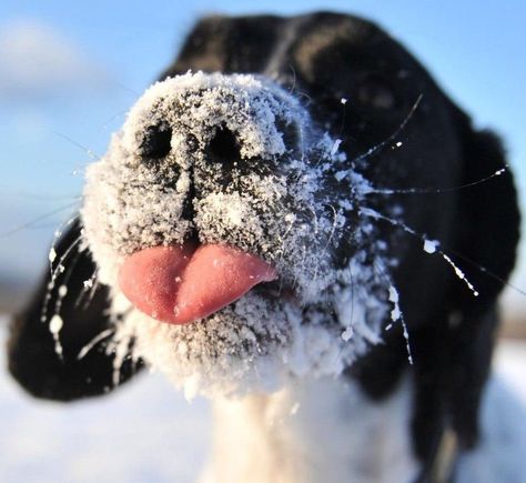 Dog Photography Winter, Dog Whiskers, Dogs In Snow, Dog Photo Ideas, Dog Noses, Animal Photoshoot, Dog Photoshoot, Springer Spaniels, Dog Nose