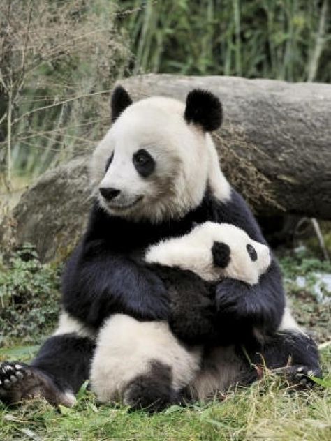 Cheezburger Image 9033717504 Panda Hug, Baby Print Art, Mother Pictures, Mother Love, Panda Bears, Baby Posters, Giant Panda, Baby Panda, Cute Panda