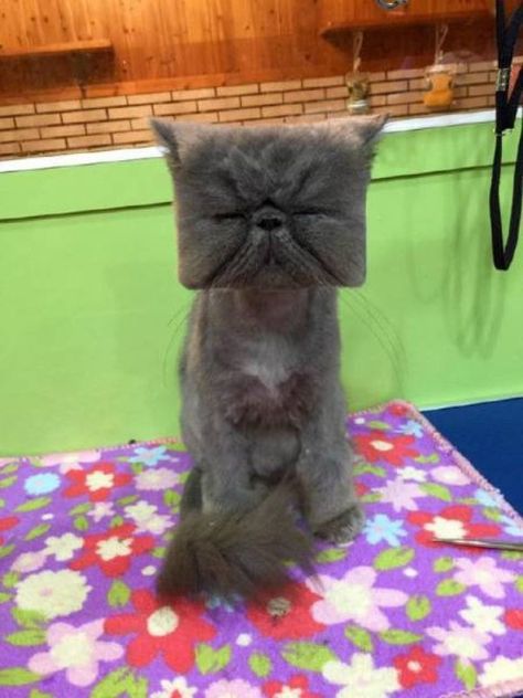 Square head cat haircut Cat Haircut, Funny Cat Pictures, Persian Cat, Cute Kittens, Silly Cats, Funny Animal Pictures, 귀여운 동물, Cute Funny Animals, Cat Pics