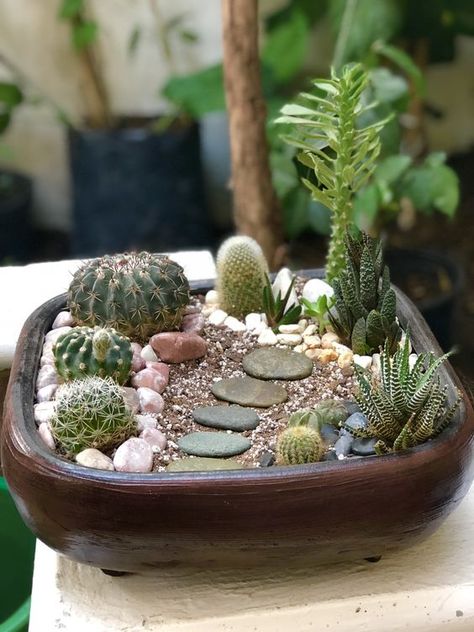 Cactus Garden Pot, Office Windowsill Decor, Cactus Potting Ideas, Cactus Arrangements Ideas, Cactus Pots Ideas, Cactus Planter Ideas, Cactus Garden Ideas, Mini Cactus Pots, Mini Cactus Plants