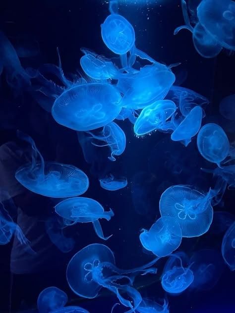 Jelly Fishes, Blue Phone Theme, Dark Blue Icons, Tablet Aesthetic, Ipad Pics, Moodboard Blue, Season Photography, Jellyfish Pictures, Moon Jellyfish