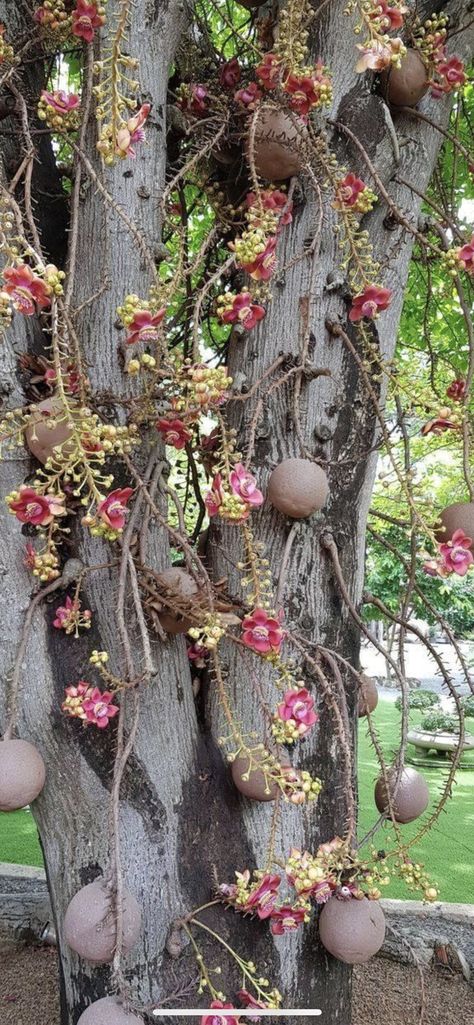 Cannon Ball Tree, Cannonball Flower, Cannonball Tree, Lychee Tree, Cannon Ball, Inside Garden, Beautiful Flowers Images, Cottage Garden Design, Plant Hacks