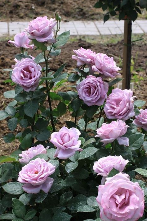 Roses Only, Rose Gardening, Hybrid Tea Rose, Rose Gardens, Roses Garden, Coming Up Roses, Hybrid Tea Roses, Love Roses, Lavender Roses