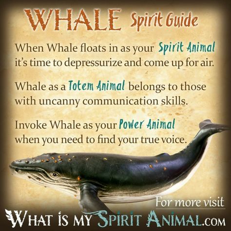 Whale Symbolism, Animal Totem Spirit Guides, Symbolism Meaning, Spirit Animal Meaning, Native American Totem, Animal Meanings, Spirit Animal Totem, Animal Spirit Guide, Spiritual Animal