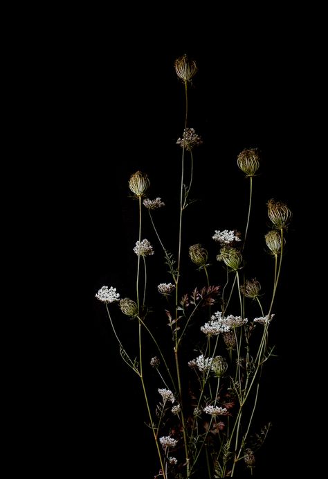 Muted Flowers, Wallpapers Black, Midnight Garden, Slytherin Aesthetic, Dark Flowers, Flower Background Wallpaper, Black And White Wallpaper, Dark Floral, Cellphone Wallpaper