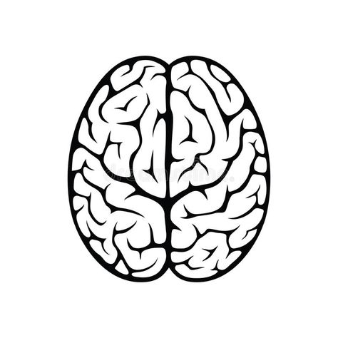 Brain Top View, Brain Outline, Human Brain Diagram, Top View Illustration, Brain Diagram, Brain Drawing, Brain Illustration, View Illustration, Outline Images