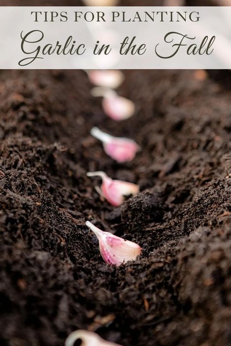 Planting Garlic From Cloves, Planting Garlic Cloves, Planting Garlic In Fall, Garlic Garden, Mushroom Compost, Homestead Gardening, Saving Seeds, Pallet Gardening, Agriculture Business