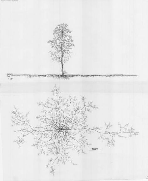 Betula pendula - Root System Drawings - Wageningen University & Research - Image Collections Tree Diagram Design, Trees With Roots Drawing, Tree With Roots Drawing, Tree Representation In Plan, Tree Structure Architecture Detail, Betula Pendula Youngii, Roots Drawing, Betula Pendula, Research Images