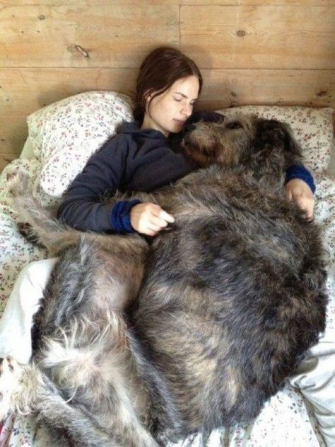 Huge Dogs, Love My Dog, Irish Wolfhound, Airedale Terrier, Large Dog Breeds, Appaloosa, Cane Corso, Quarter Horse, Dog Park