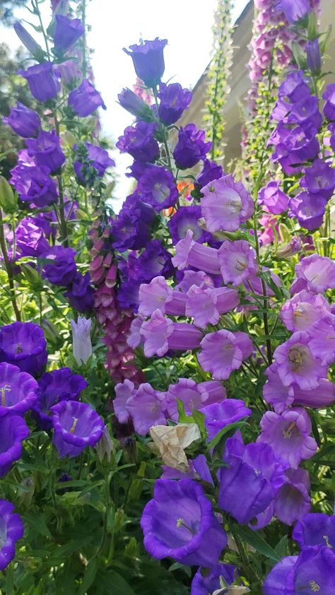 Canterbury Bells, Bell Gardens, Lily Of The Valley Flowers, Garden Aesthetic, Cut Flower Garden, Nothing But Flowers, Enchanted Garden, Garden Borders, Pretty Plants