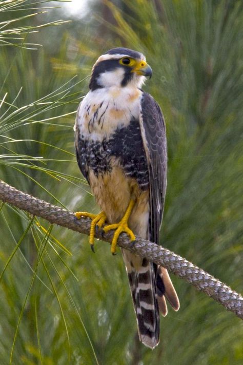 Falco femoralis, Aplomado Falcon. This long-winged, long-tailed falcon is widespread through Central and South America, in dry grasslands, savannahs and marshes. It feeds on large invertebrates and small vertebrates, with small birds making up the overwhelming bulk of its prey. Mixed-species feeding flocks in open cerrado and grassland will go on frenzied alert upon spotting this species, small birds fear it more than most other predators. Usually seen singly or in pairs. Small Birds, Flocking, Bald Eagle, Go On, South America, Birds, Animals