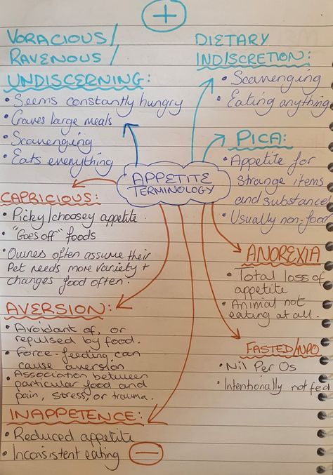 Livestock Veterinarian Notes, Veterinarian Technician Notes, Veterinary Technician Student Notes, Student Veterinary Nurse, Veterinarian Study Notes, Vet Assistant Notes, Vet School Notes, Veterinarian Notes, Vet Tech Notes