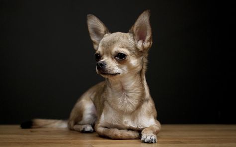 Chihuahua - Breed Profile | Australian Dog Lover - The Chihuahua is a lightly-built dog, tiny and fragile with a large rounded skull and big dark eyes. There are two types, the smooth-coated and long-coated. Psy Chihuahua, Dog Anatomy, Chihuahua Lover, Cute Chihuahua, Chihuahua Love, Chihuahua Puppies, Chihuahua Dogs, Labradoodle, Mariah Carey