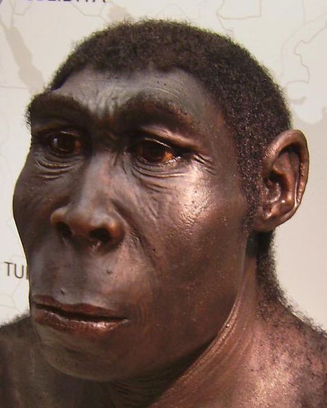 Homo erectus was the first hominid that actually looked human. They were first to make sophisticated stone tools, use fire and were also the first to leave Africa, colonising large areas of Eurasia successfully. Homo Erectus, Homo Habilis, Human Migration, Human Evolution, Early Humans, Similarities And Differences, Ancient Origins, Charles Darwin, Human Species