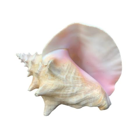 Summer Png, Cool Things, Sea Shell, Conch, Shop Home, Home Accents, Furniture Decor, White Background, Furniture