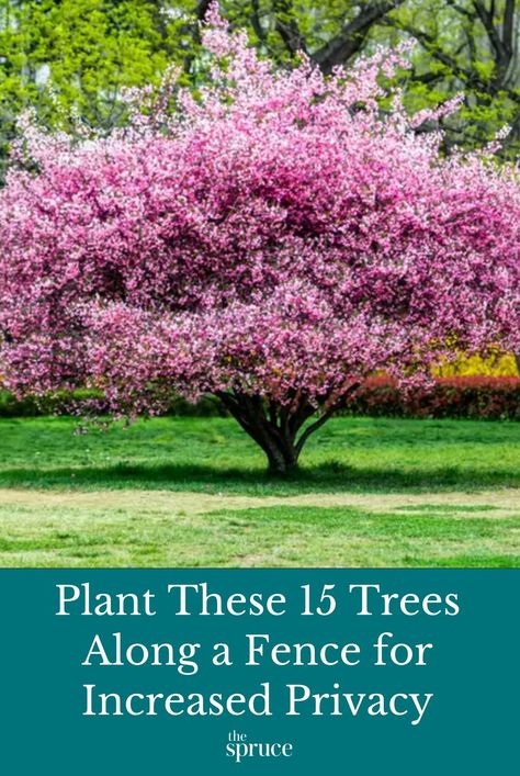 These are the best 15 trees for adding privacy above your fence and color and structure to your outdoor spaces. #privacyplants #curbappealideas #gardeningadvice #howtogrow #plantparenttips #thespruce Mixed Tree Privacy Screen, Best Plants For Backyard, Flowering Trees Zone 5, Fenced In Backyard Landscaping, Trees By Fence, Landscape Burms Backyards, Trees For Front Yard Privacy, Zone 4 Privacy Plants, Natural Looking Privacy Landscaping