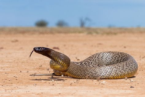 4+ Free Inland Taipan & Line Photos Inland Taipan Snake, Taipan Snake, Inland Taipan, Snake Images, Venom Snake, Snake Photos, Deadly Animals, Poisonous Snakes, Sea Snake