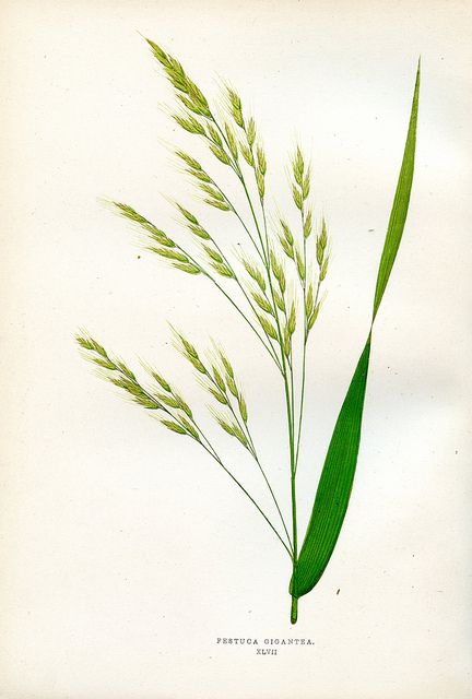 tall bearded fescue plate xlvii by dd21207, via Flickr some rights reserved Botanical Illustration Vintage, Illustration Botanique, Warm Colour Palette, 수채화 그림, Scientific Illustration, Botanical Drawings, Vintage Art Prints, Botanical Flowers, Vintage Botanical