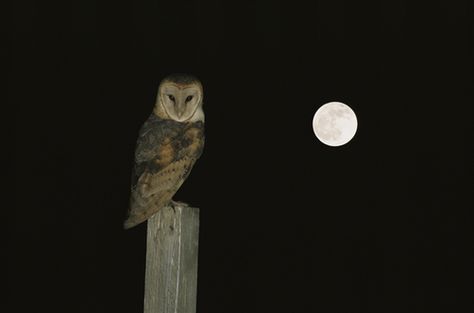 Barn owl with a full moon. Barn Owl Aesthetic, Owl Aesthetic, The Starless Sea, Barn Owls, Dark Fairytale, Season Of The Witch, Barn Owl, Birdy, Dark Aesthetic